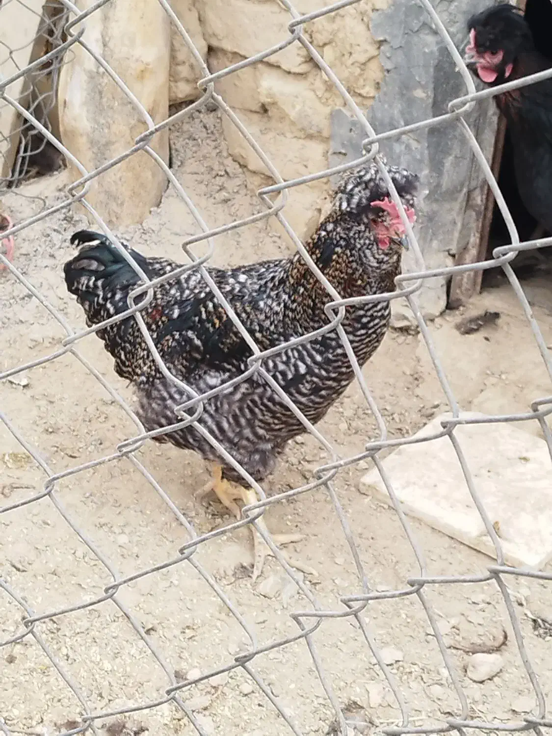 خروس کاکلی|حیوانات مزرعه|معصومیه, |دیوار