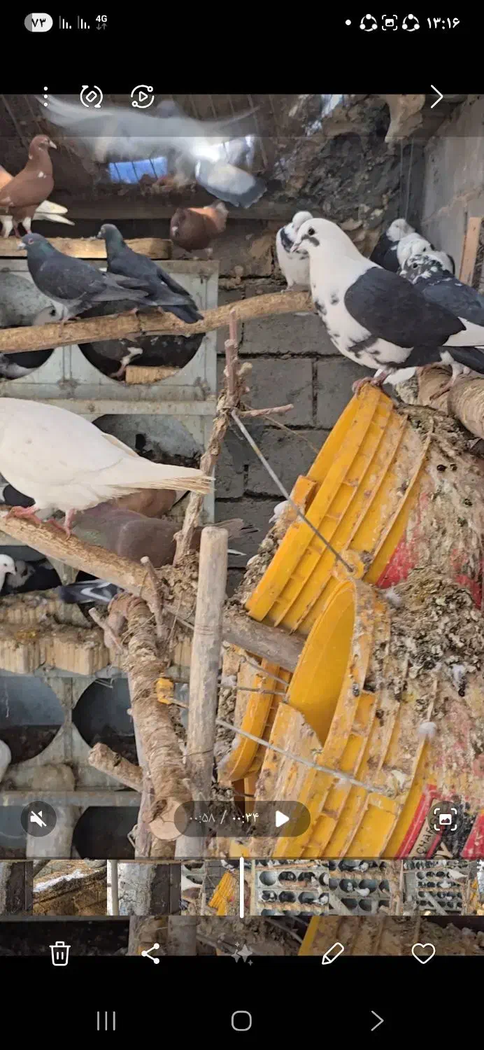 کفتر فروشی|پرنده|آباده, |دیوار