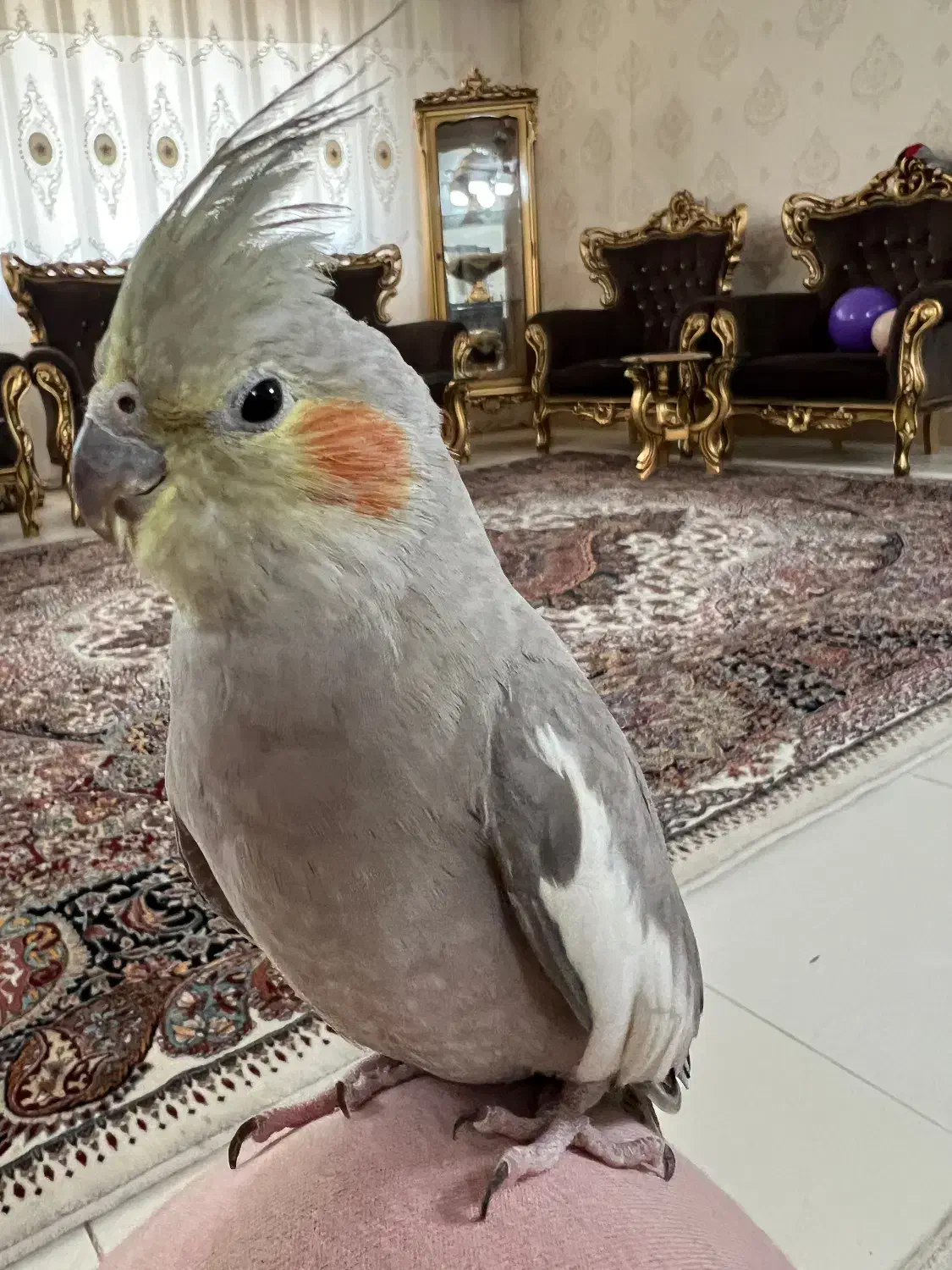 عروس ماده|پرنده|قم, زنبیل آباد|دیوار