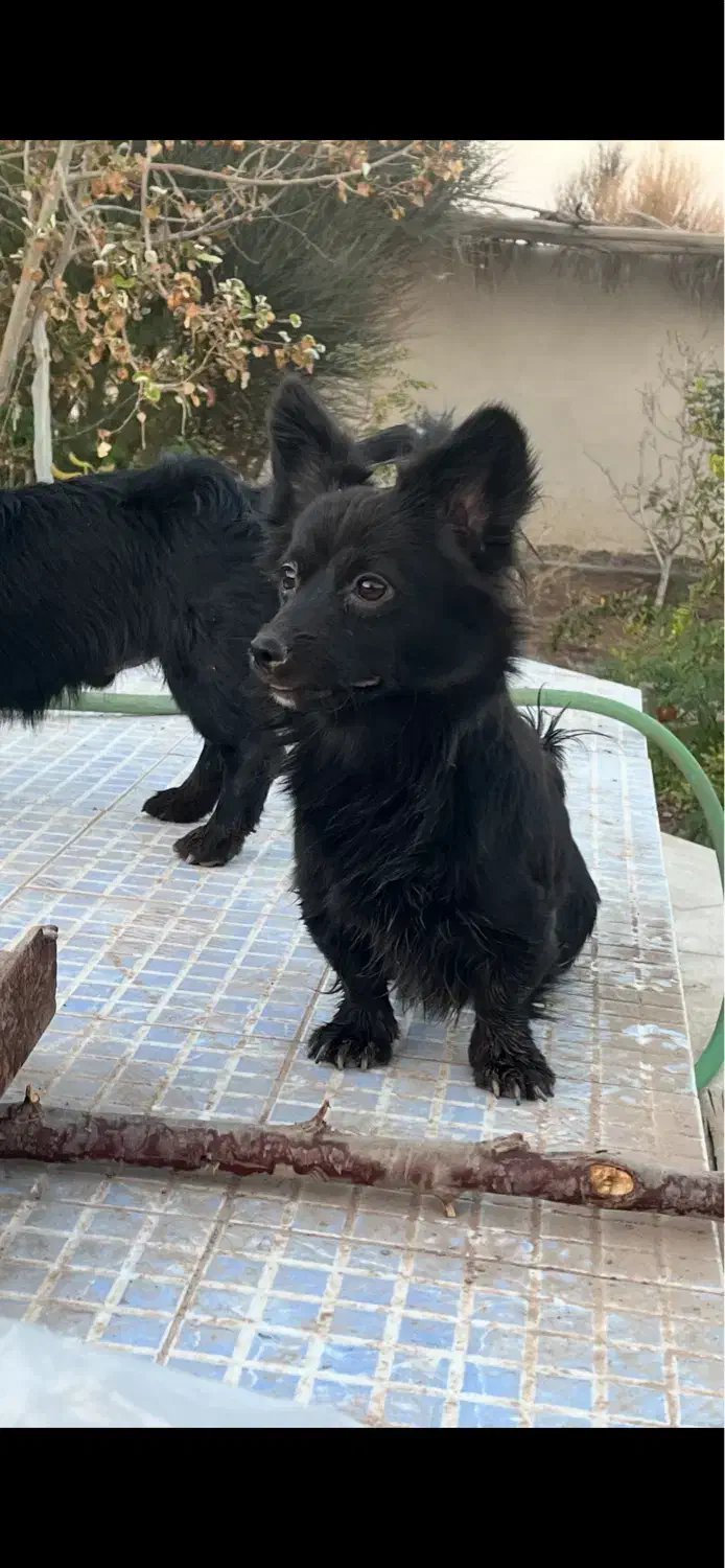 واگذاری سگ|سگ|رفسنجان, |دیوار