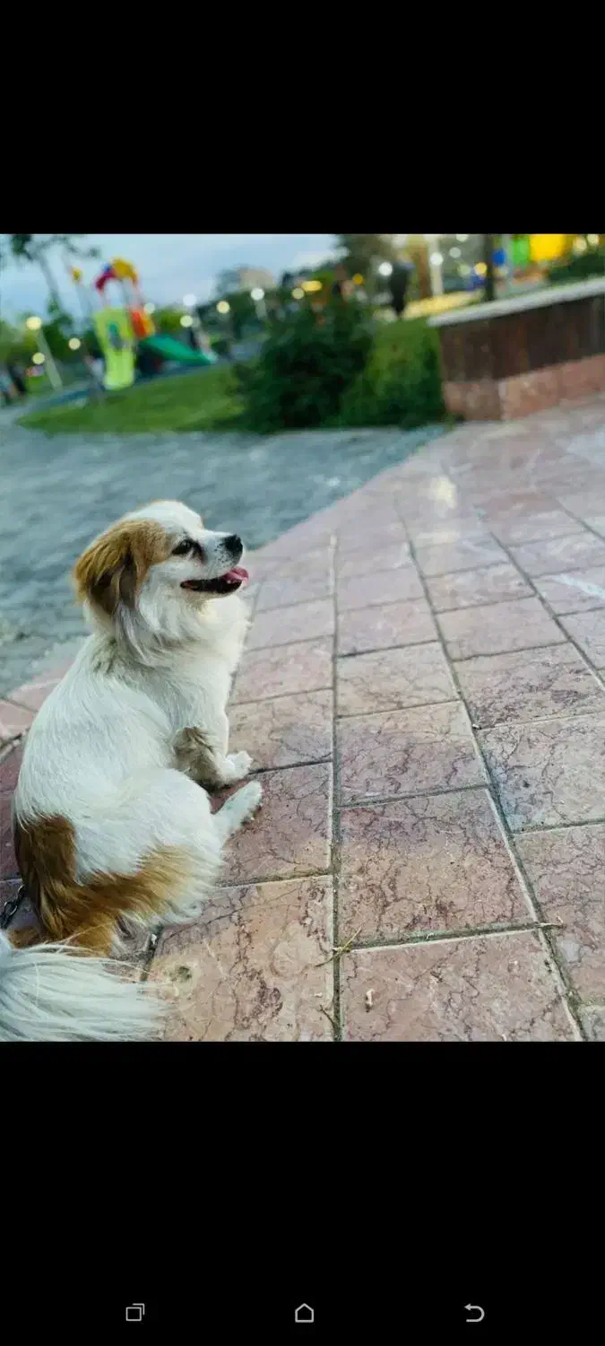 سگ گمشده|حیوانات|مشهد, خواجه ربیع|دیوار