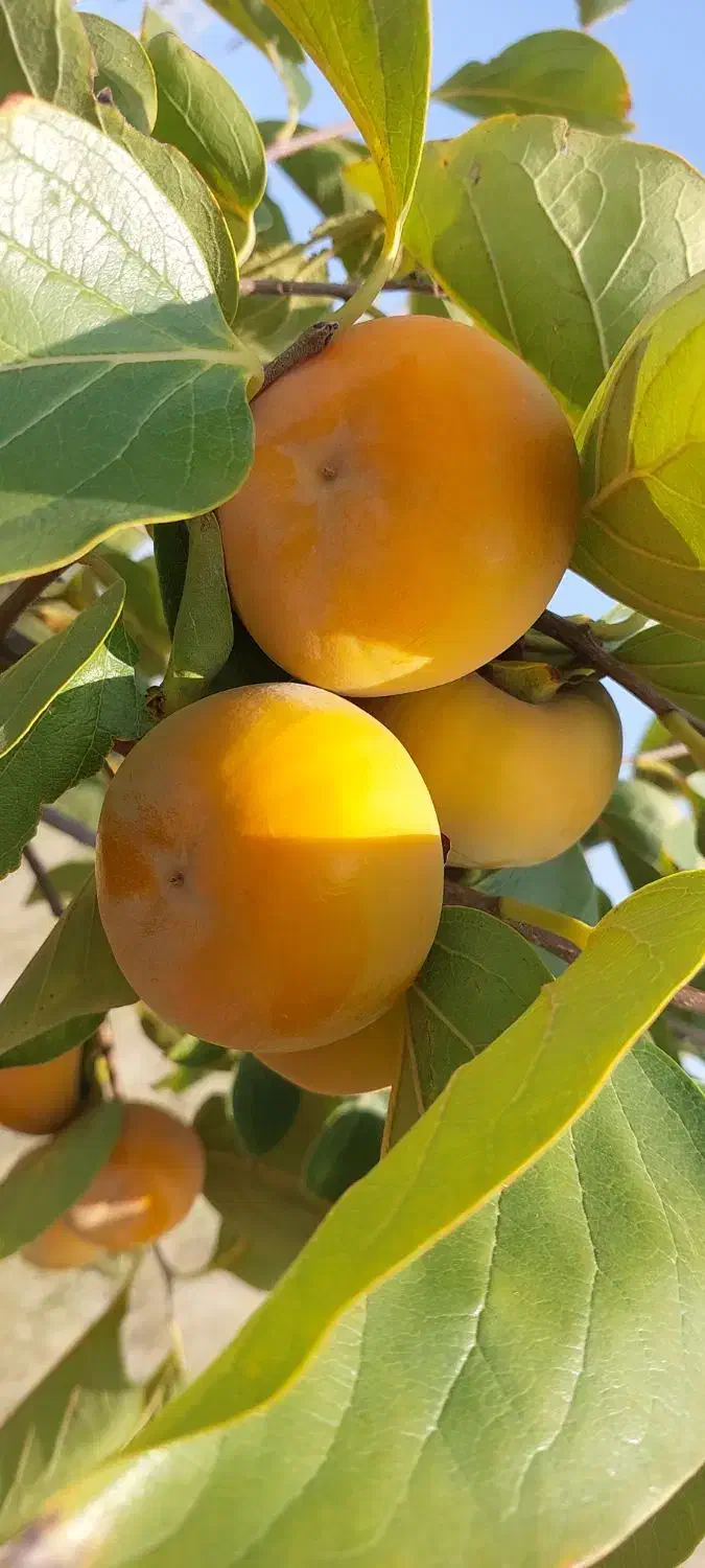 اجاره زمین کشاورزی  به مساحت ۷۰۰۰ متر|اجارهٔ دفتر صنعتی، کشاورزی، تجاری|گرگان, |دیوار