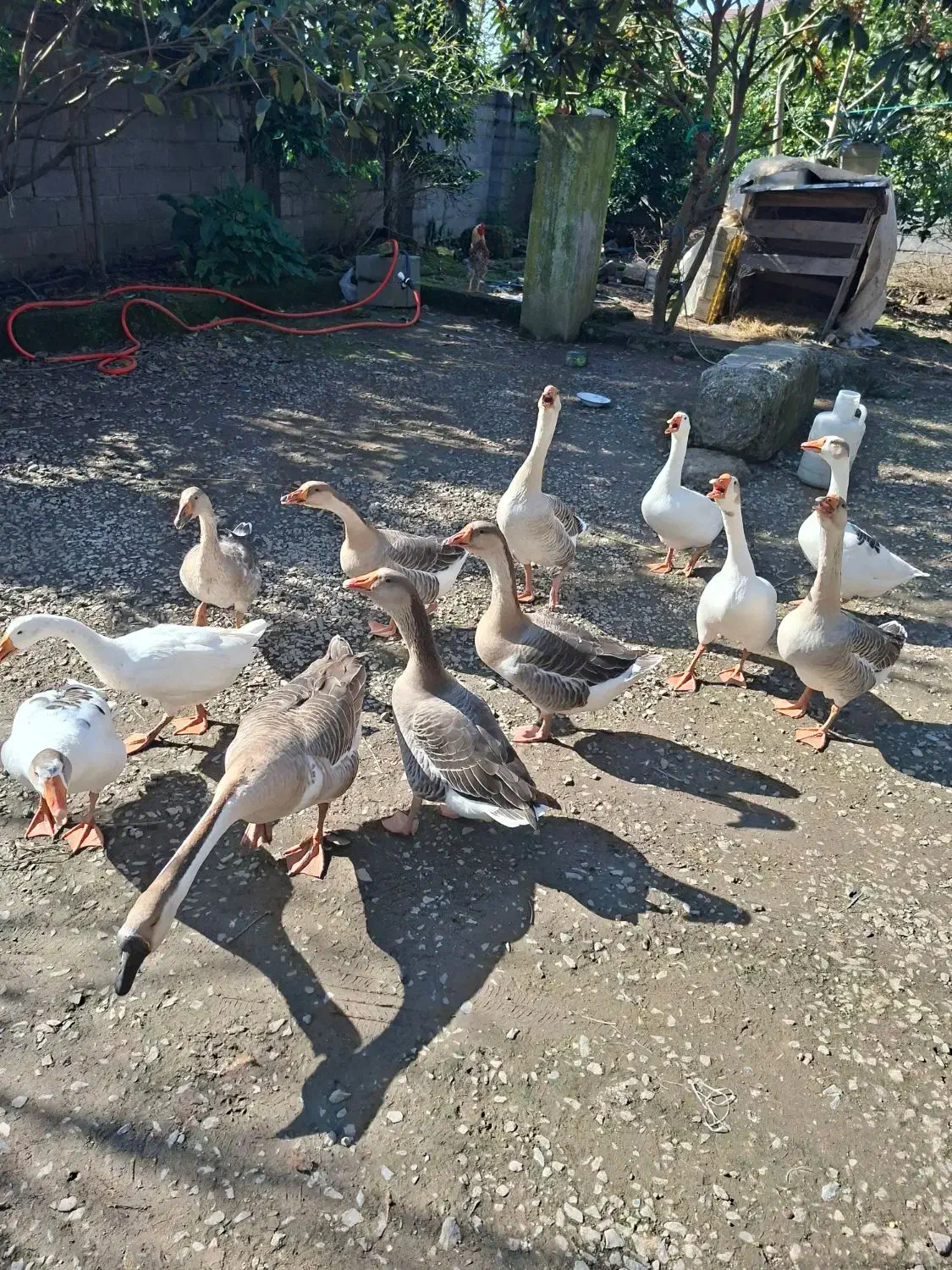 غاز محلی و قو غاز|حیوانات مزرعه|لاهیجان, انقلاب|دیوار