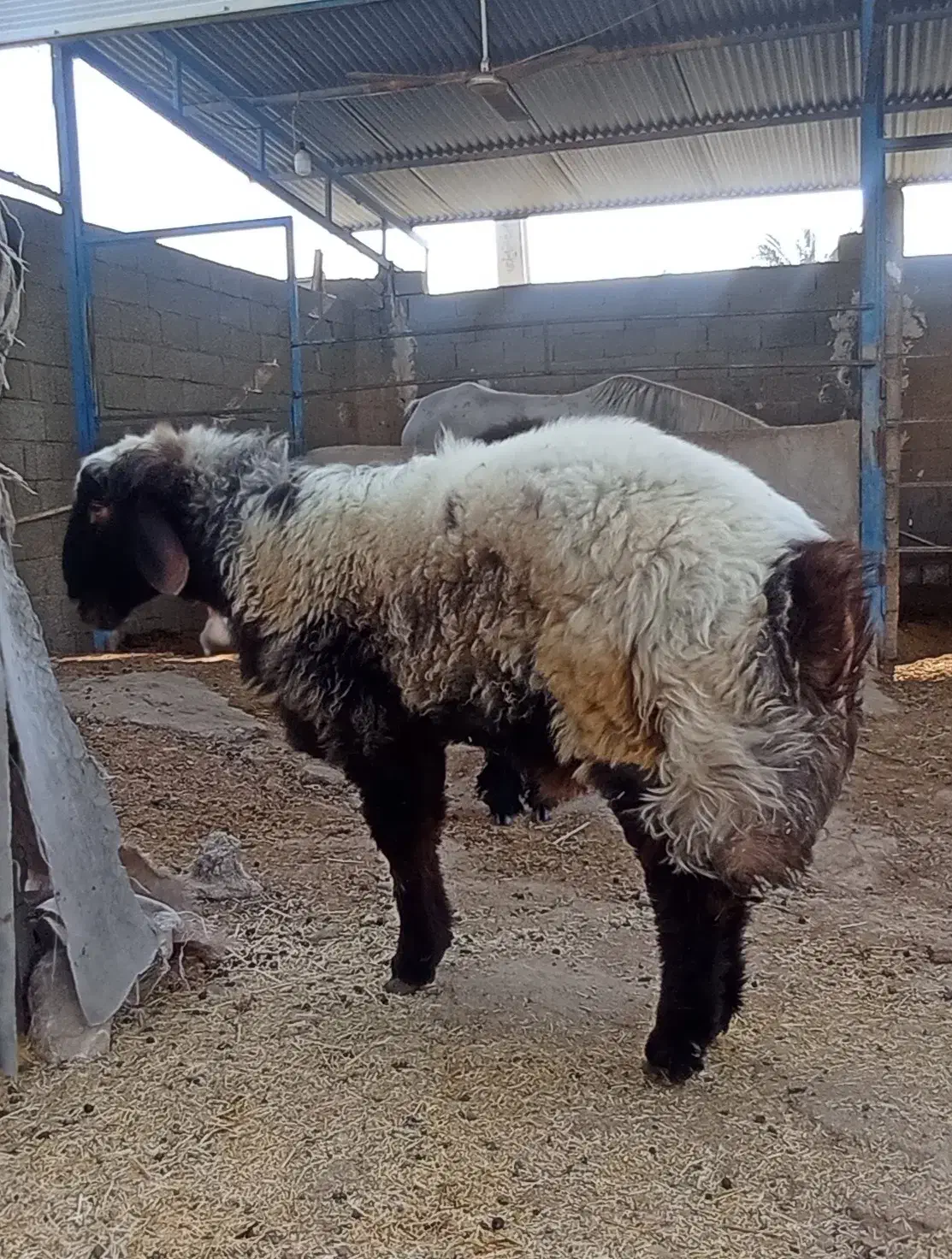 بره کاوه|حیوانات مزرعه|بندر گناوه, |دیوار