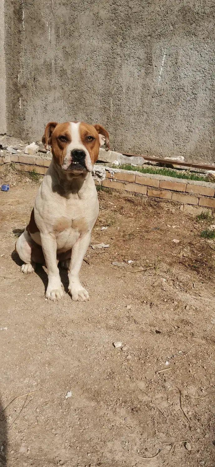 سگ لیت پول|سگ|آشخانه, |دیوار