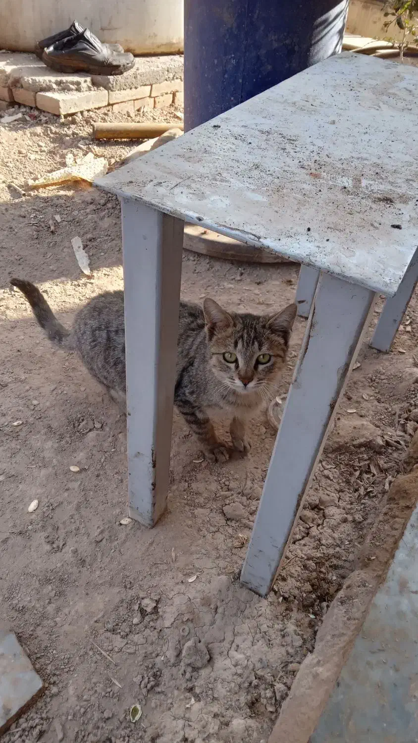 گربه‌ی‌زیبا‌‌برای‌نگهداشتن|گربه|جعفرآباد, |دیوار