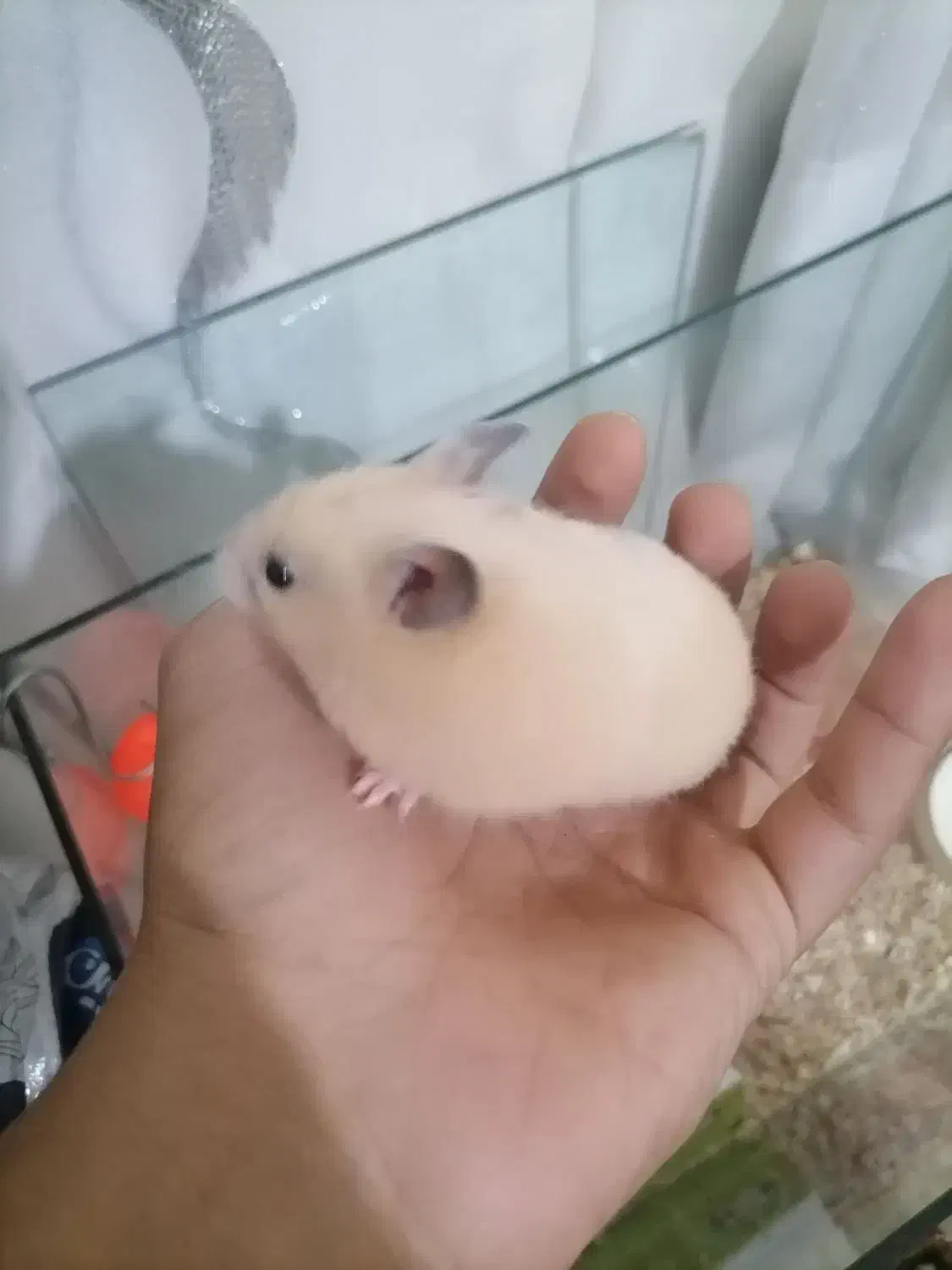 3عدد همستر سوری جوان (5/6)هفته|موش و خرگوش|مشهد, احمدآباد|دیوار