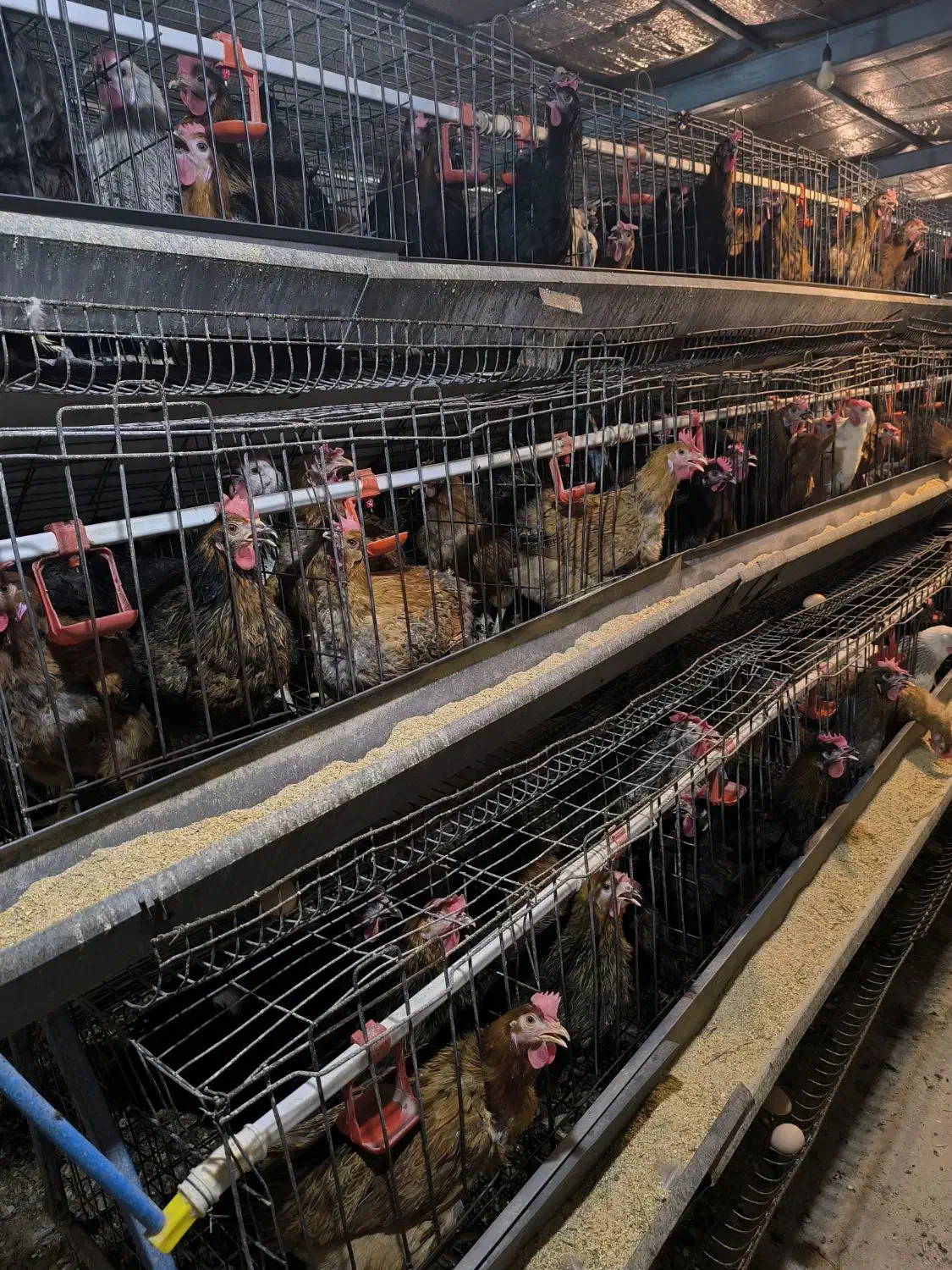 فروش مرغ تخمگذار بومی گلپایگان|حیوانات مزرعه|اصفهان, سرشبادران|دیوار