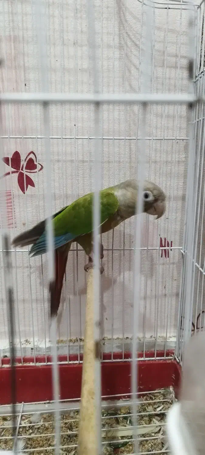 گرینچیک|پرنده|اهواز, سپیدار|دیوار