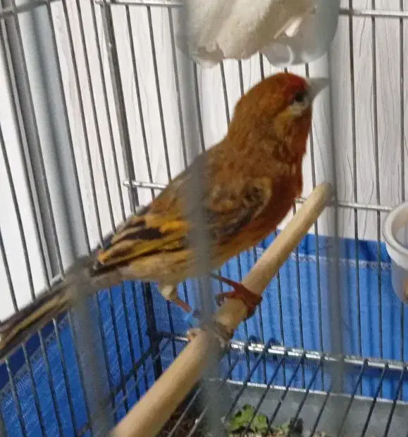 جوجه سره قناری|پرنده|تهران, آهنگ|دیوار