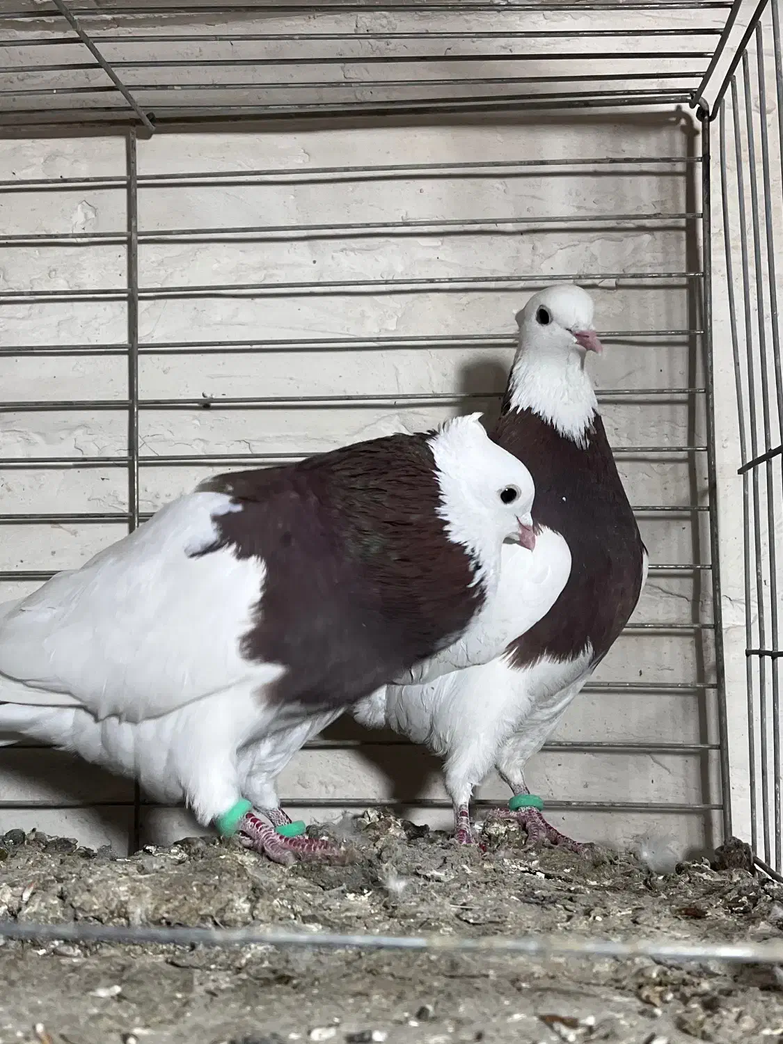 طوقی|پرنده|بافق, |دیوار