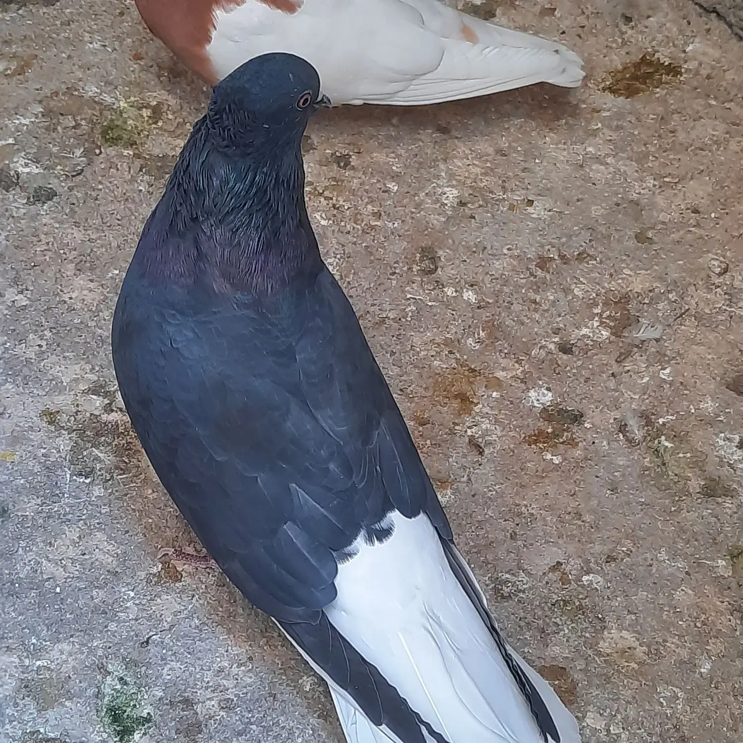 فروش تعدادی کبوتر|پرنده|باشت, |دیوار