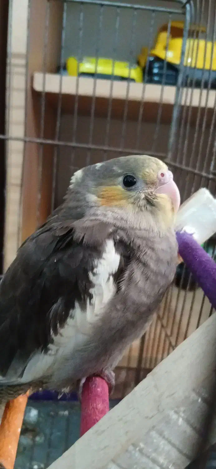 عروس هلندی فول دستی|پرنده|رامیان, |دیوار