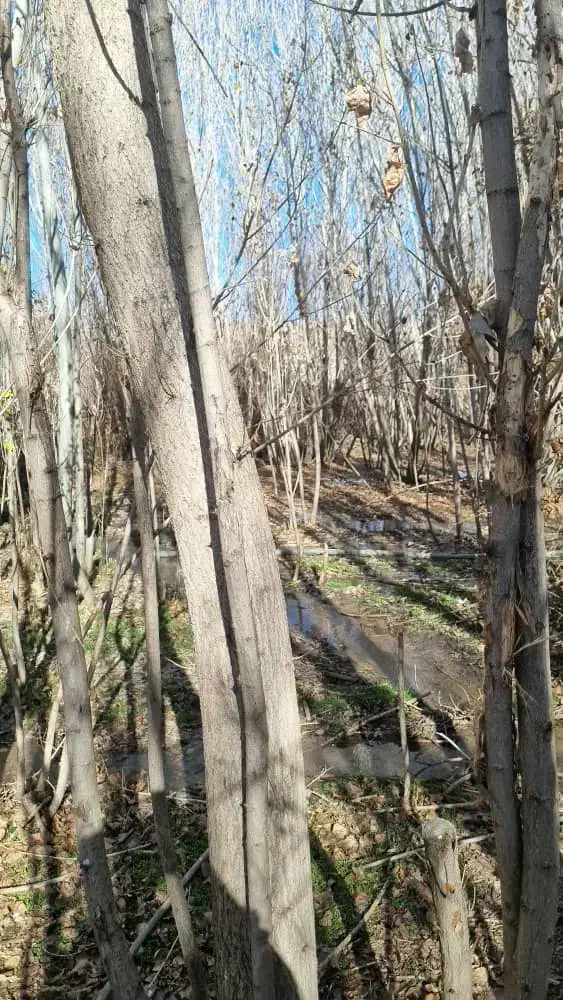 چوب و درخت|خدمات باغبانی و درختکاری|همدان, |دیوار