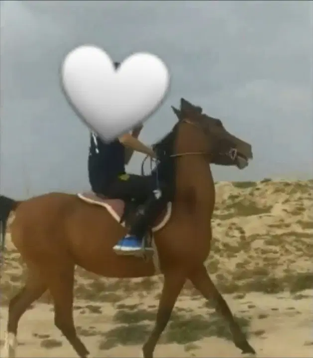 اسب|اسب و تجهیزات اسب‌سواری|نورآباد ممسنی, |دیوار