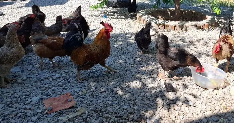 تعداد 9عدد بوقلمون جوان فوری فروشی|حیوانات مزرعه|کرمانشاه, |دیوار