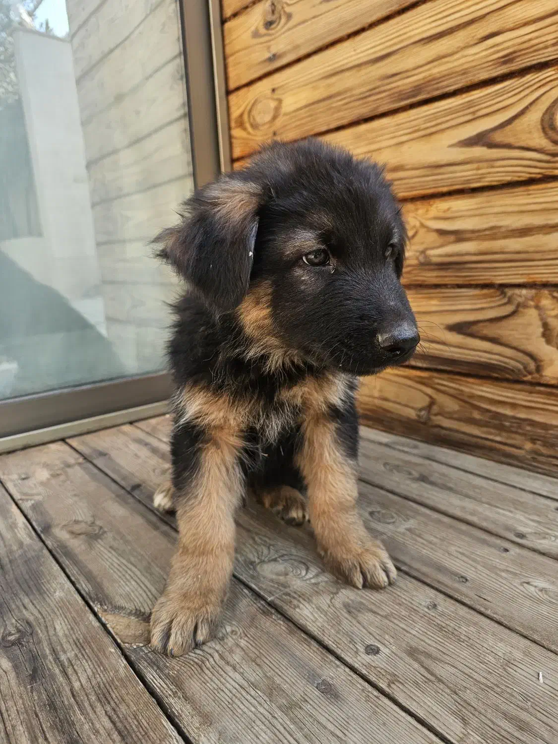 ژرمن شپرد|سگ|اصفهان, فیض|دیوار