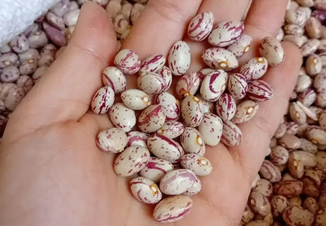 لوبیا‌چیتی|خوردنی و آشامیدنی|سده (فارس), |دیوار