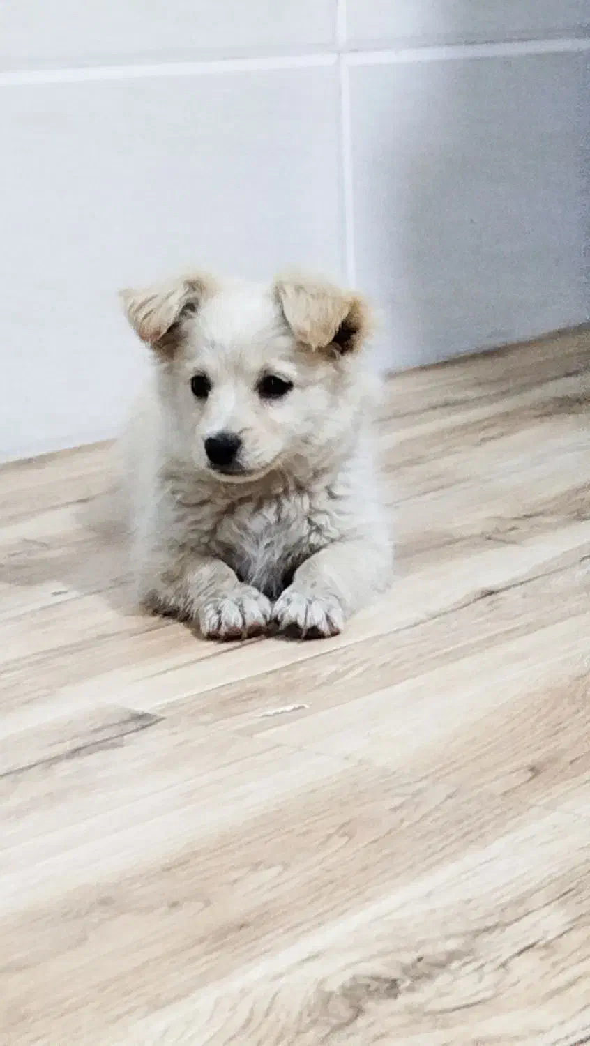 توله سگ نر|سگ|شهرضا, |دیوار