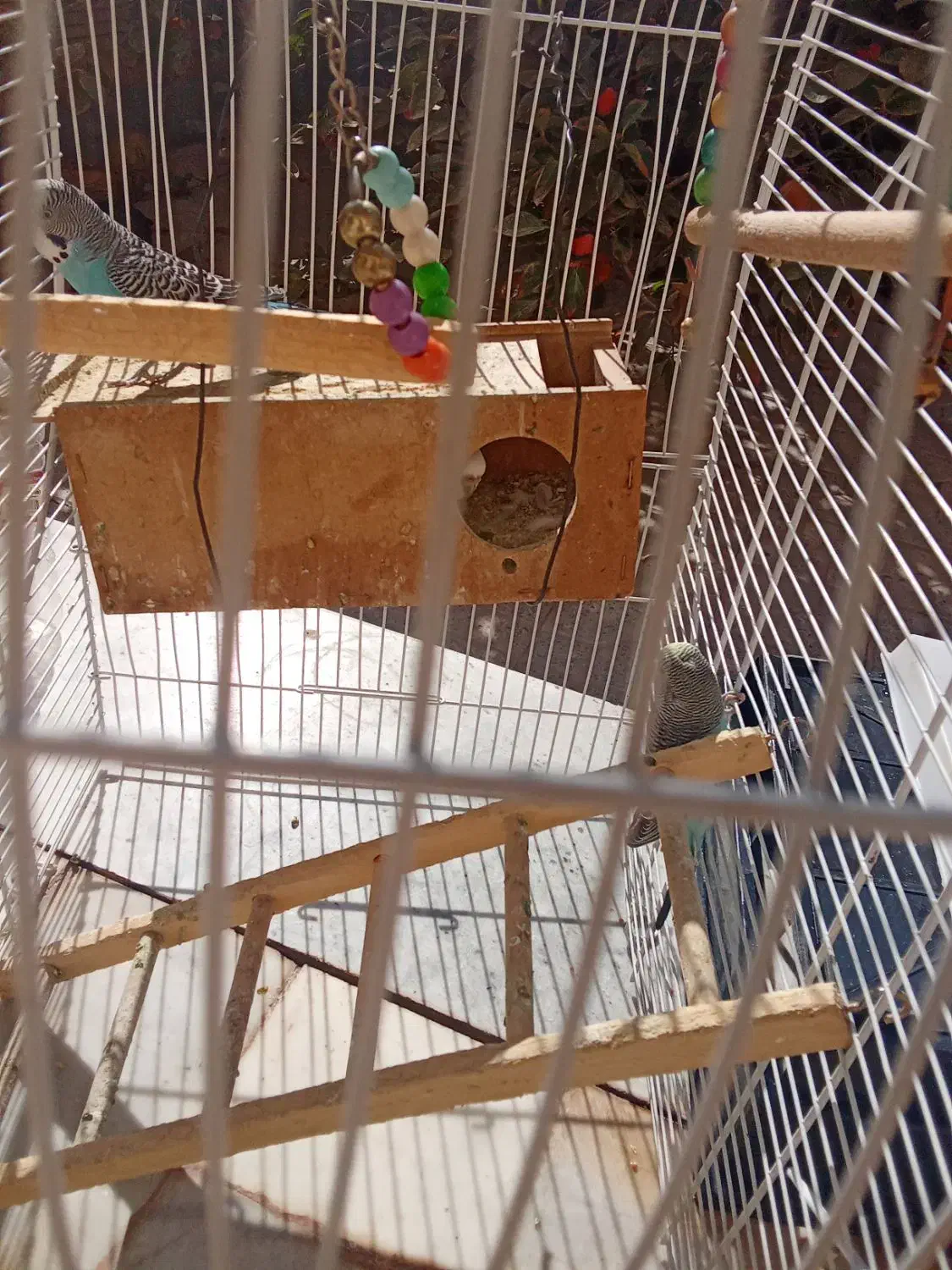 سه عدد مرغ عشق|پرنده|شاهین‌شهر, طالقانی|دیوار