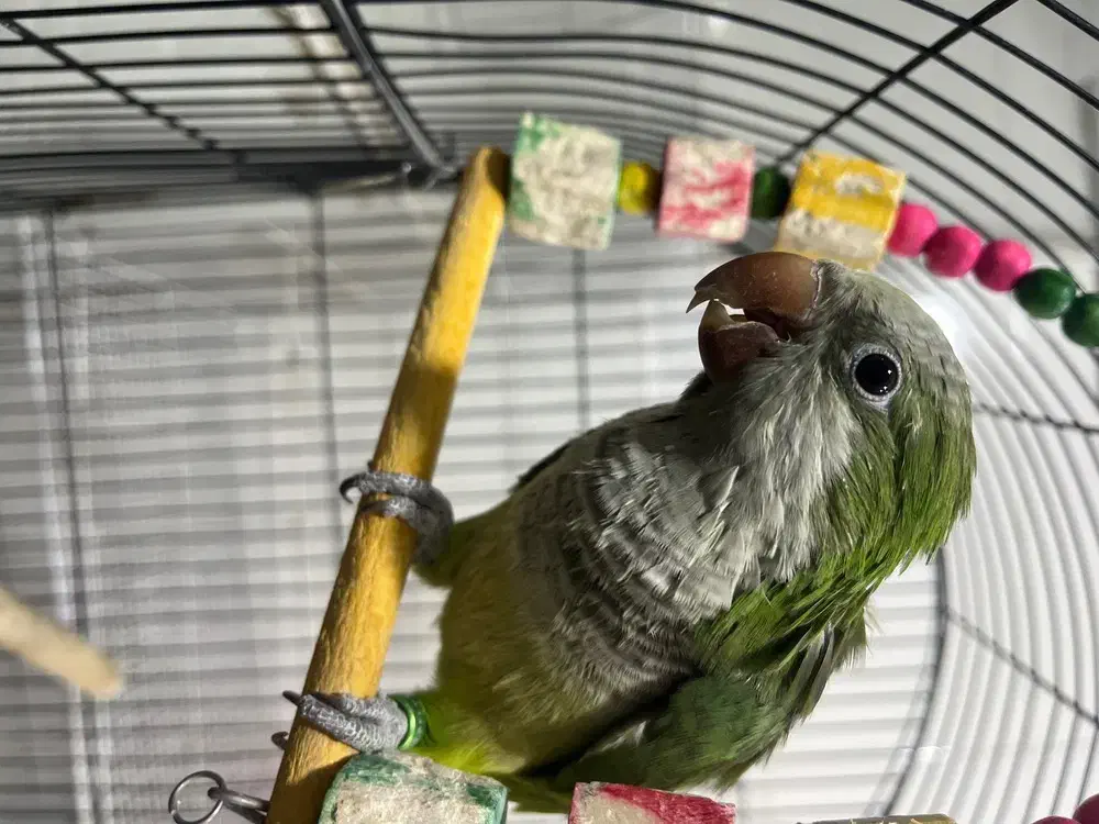 فروش فوری قیمت مناسب دستی صحبتی|پرنده|کاشمر, |دیوار