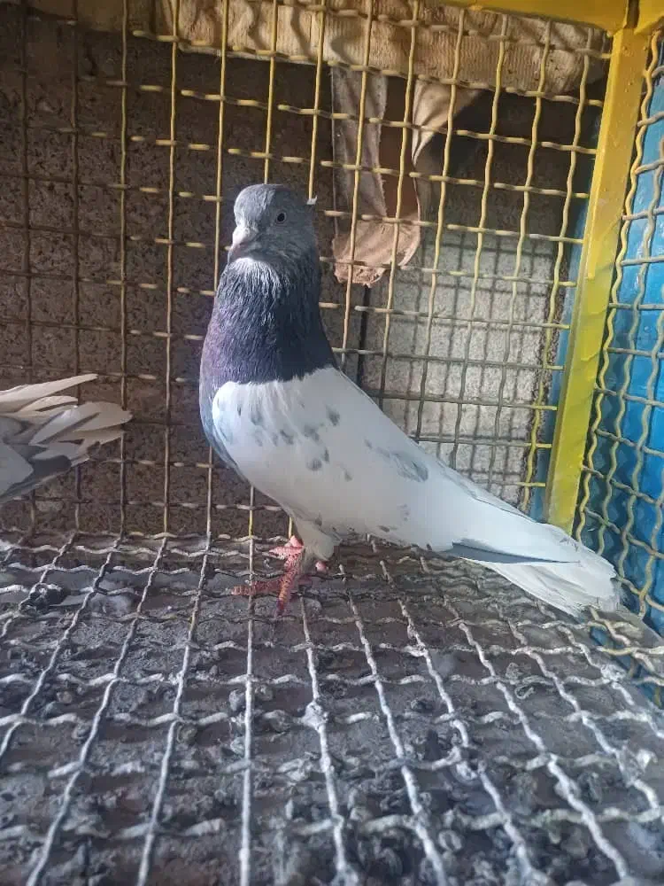کفتر کبوتر مسافتی،شهری،بهبهونی،کله سبز،رنگی|پرنده|شیراز, قلات|دیوار
