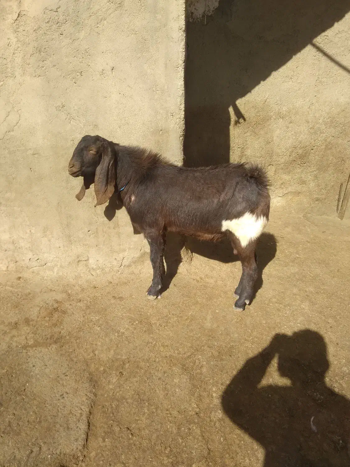 حیوانات|حیوانات مزرعه|تویسرکان, |دیوار