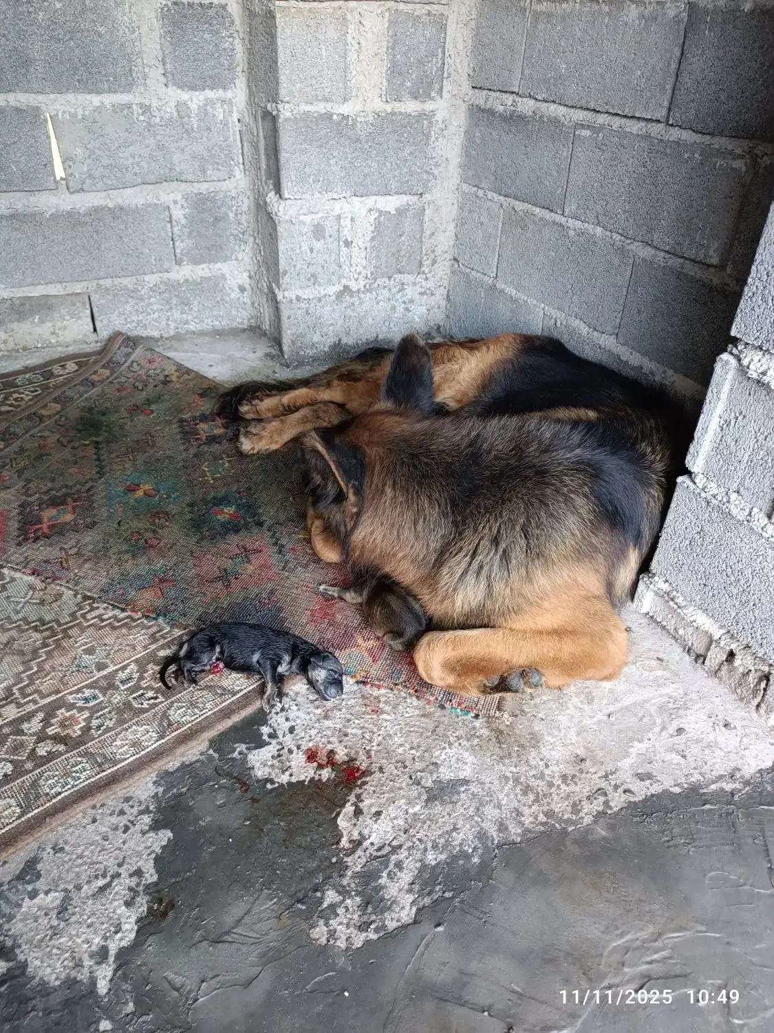 سلام سگ ژرمن اصیل|سگ|لاهیجان, آهندان|دیوار