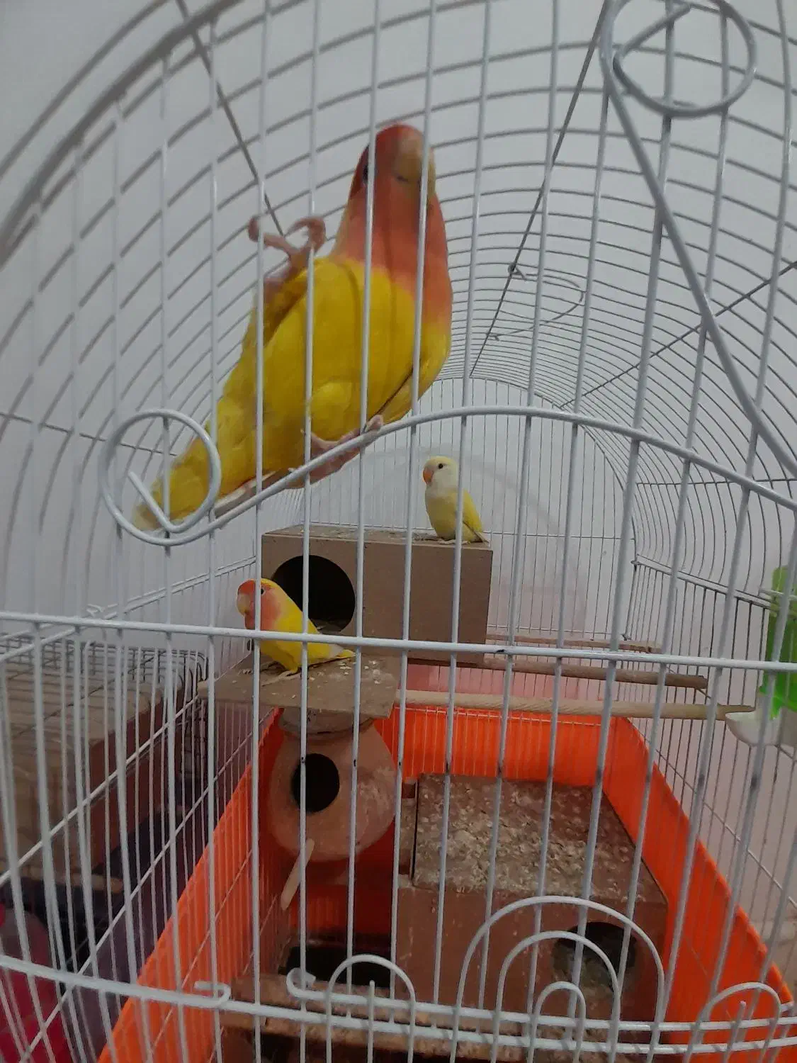 فروش طوطی برزیلی بالغ سالم|پرنده|محمدشهر, محمدشهر|دیوار