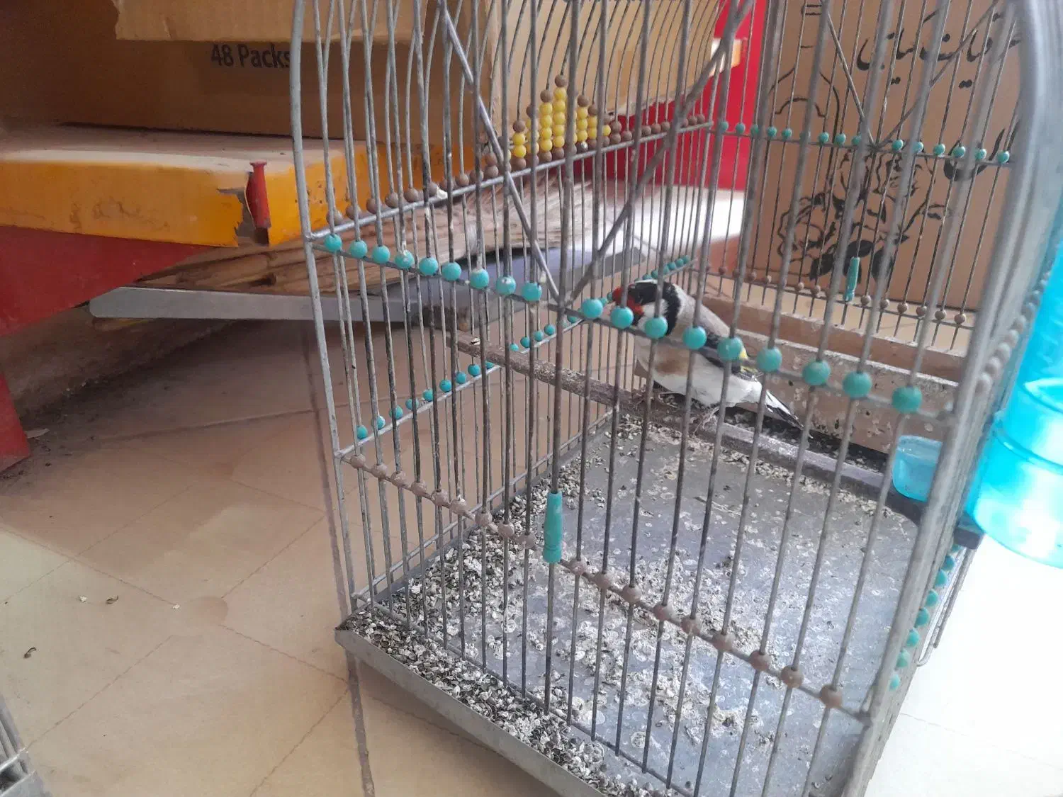 سهره|پرنده|کوهدشت, |دیوار