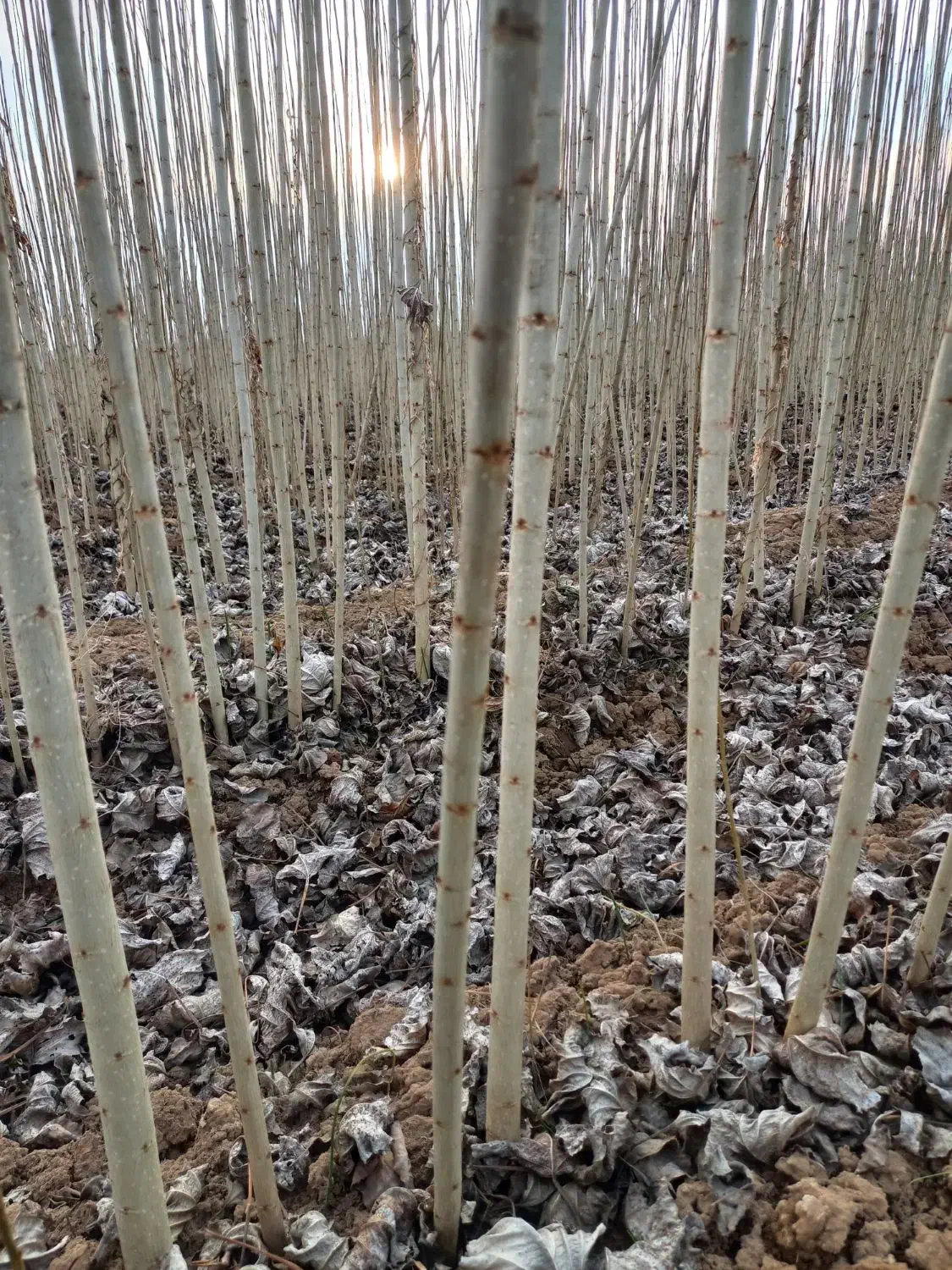 نهال صنوبر درجه یک با قیمت مناسب|خدمات باغبانی و درختکاری|میاندوآب, |دیوار