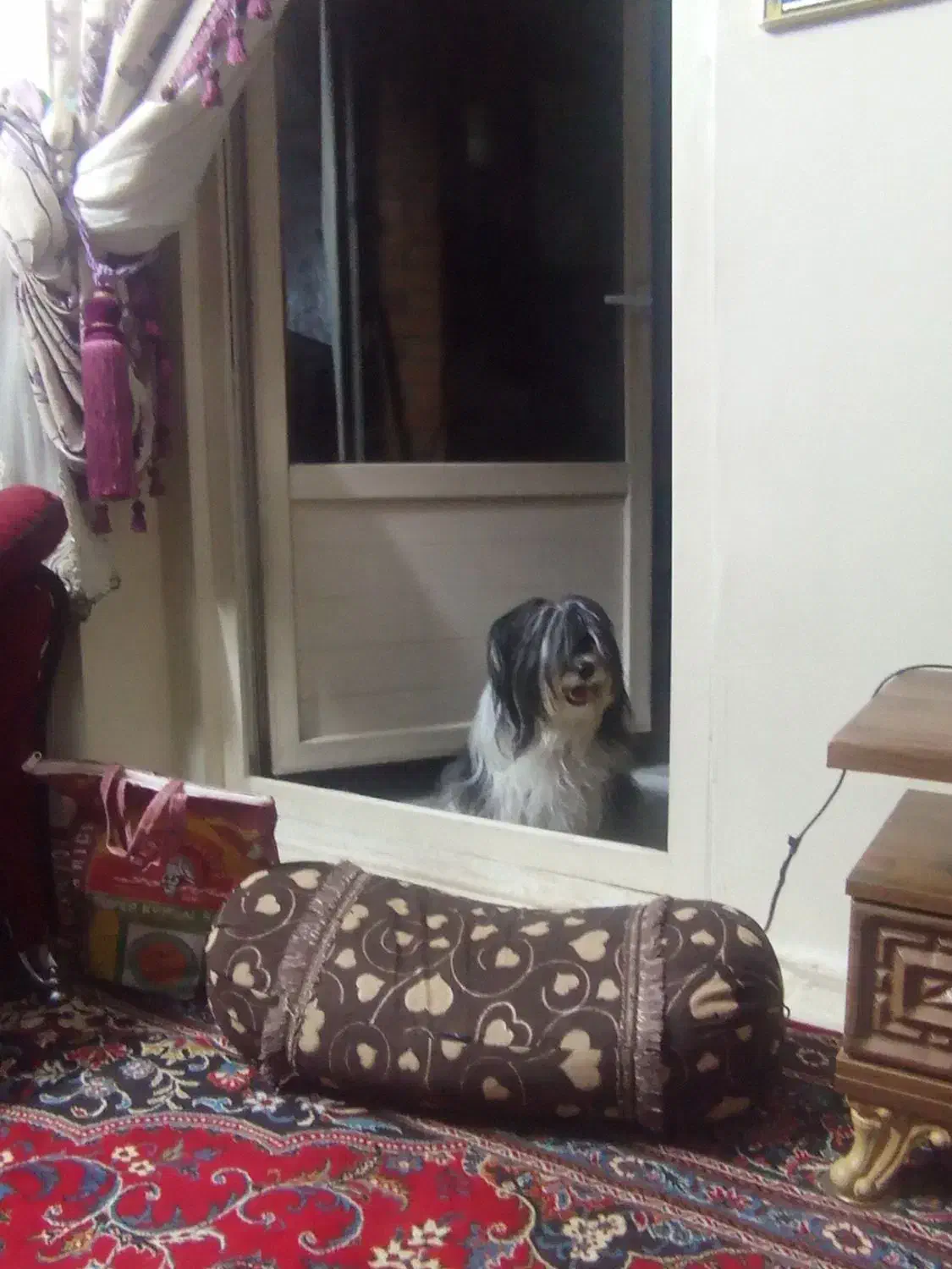 حیوانات پت خانگی|سگ|فولادشهر, پارک کوهستان|دیوار