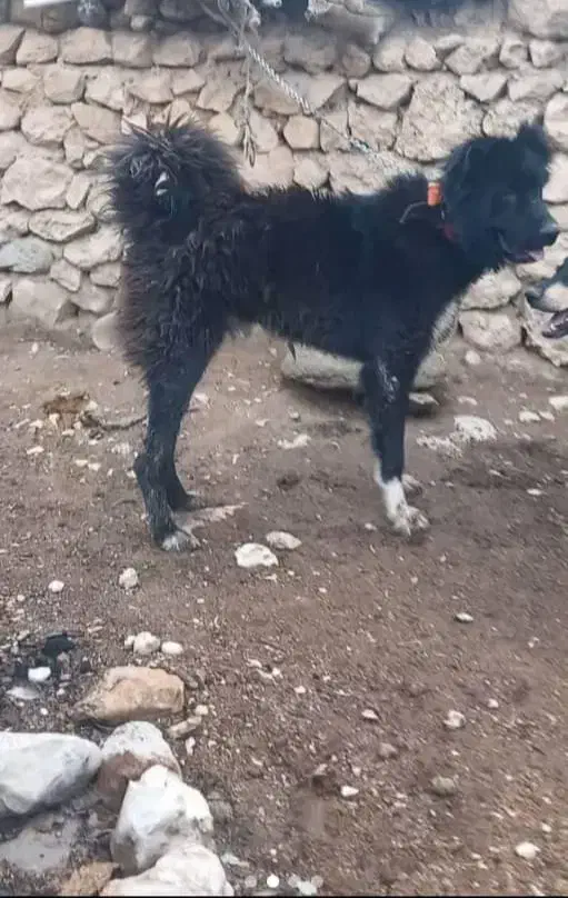 سگ قهدریجانی|سگ|مرودشت, ثبت احوال|دیوار