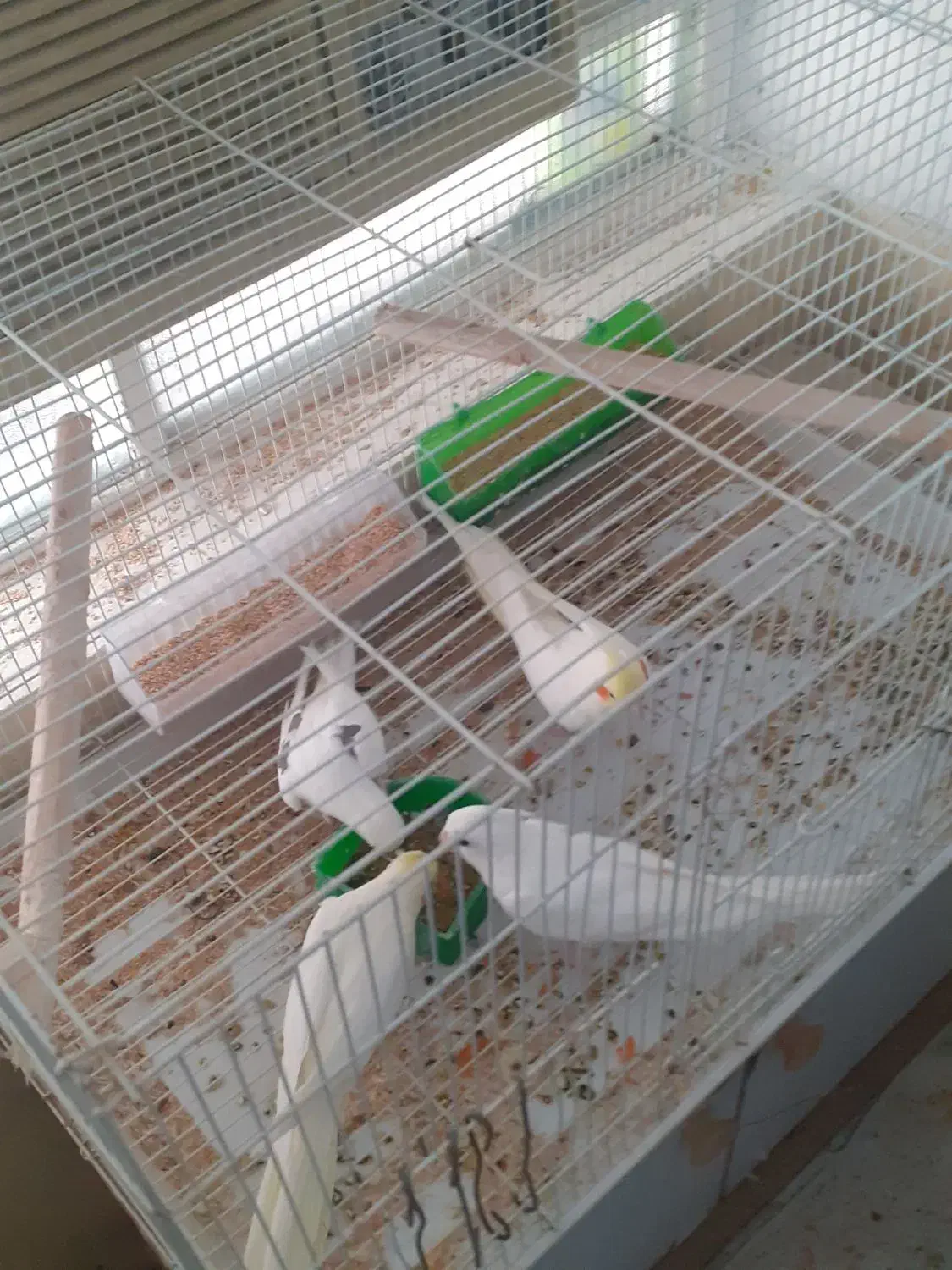 عروس هلندی مولد لوتینو . دوکت آلبینو|پرنده|بندر کنگان, |دیوار