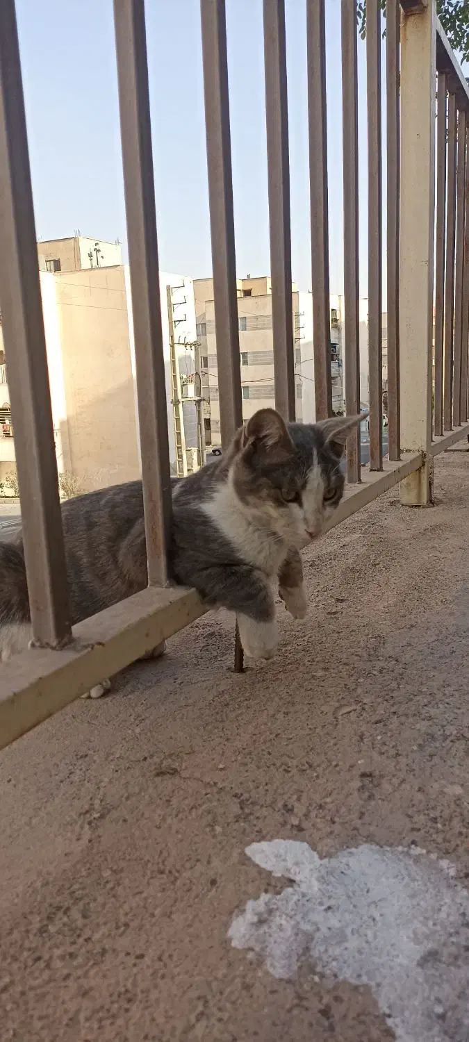 گربه گمشده.   مژدگانی دارد|حیوانات|رباط‌کریم, مسکن مهر آبشناسان|دیوار