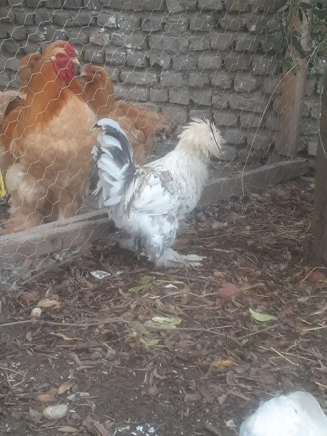 سلطان|حیوانات مزرعه|سرخنکلاته, |دیوار