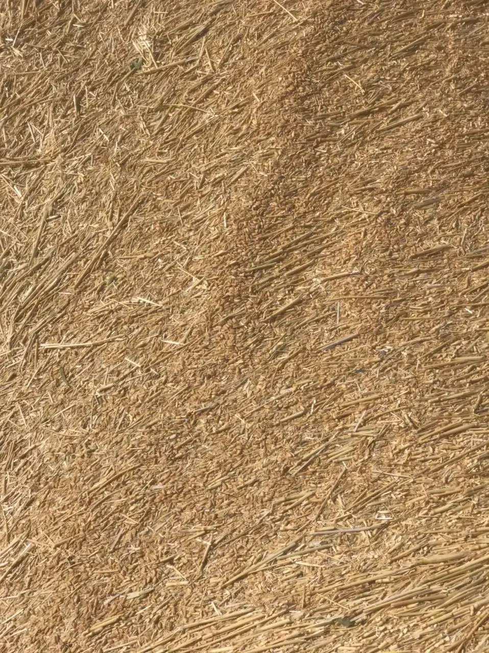 فروش کاه کنسانتره ذورت جو|حراج|سده (خراسان جنوبی), |دیوار