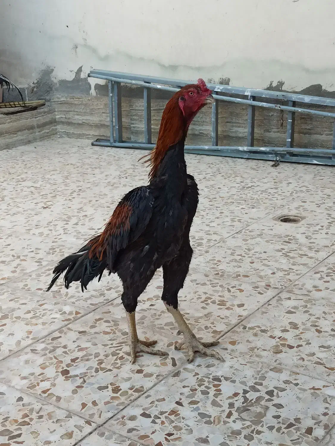 خروس|حیوانات مزرعه|خور (فارس), |دیوار