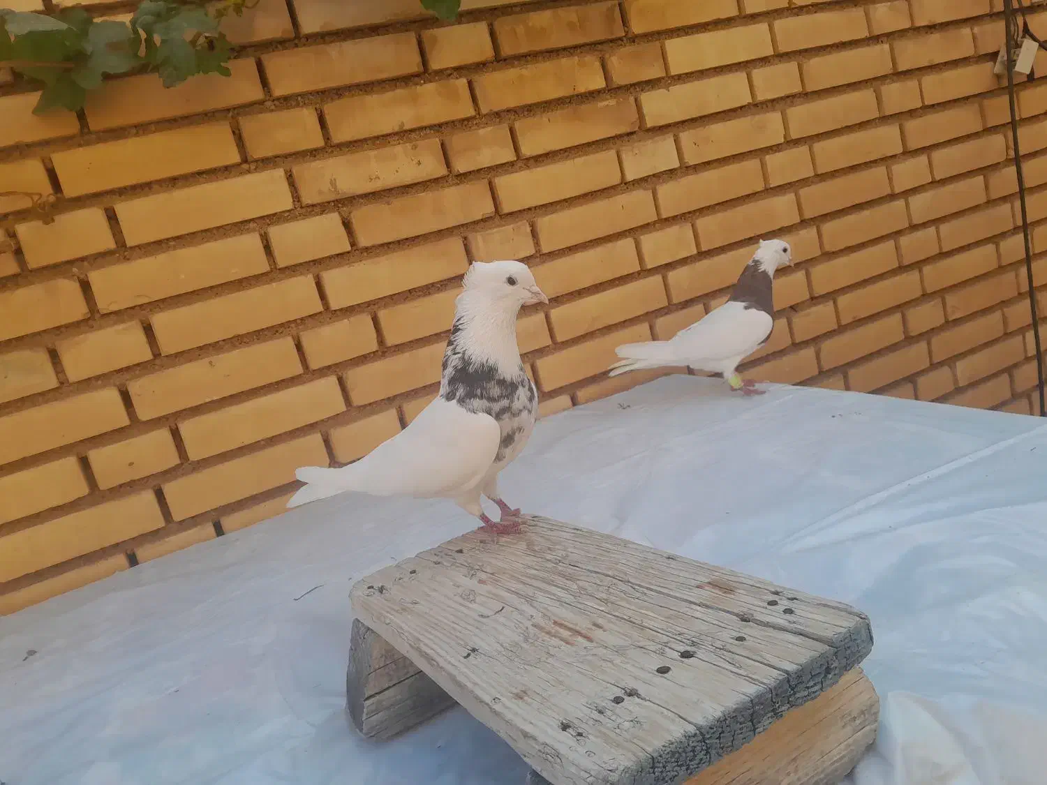 کبوتر طوقی جفت|پرنده|شوش, |دیوار