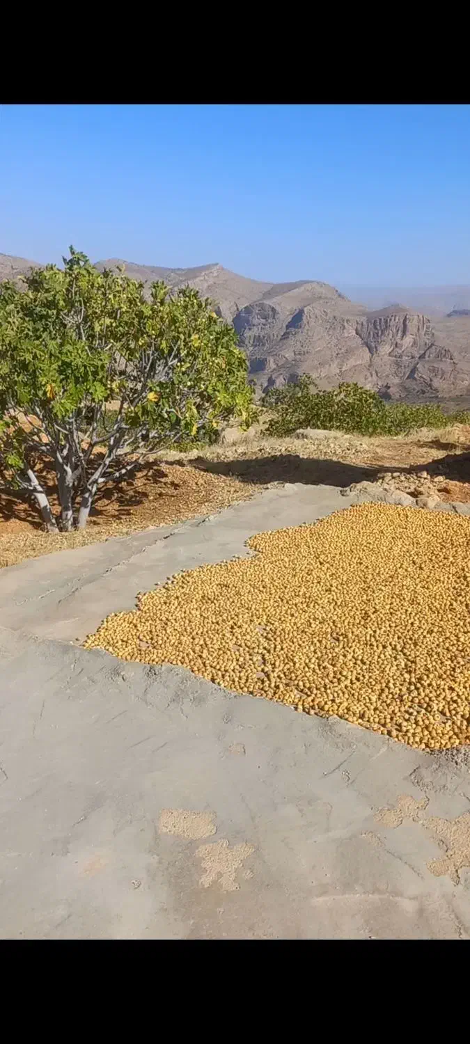 انجیر درجه یک استهبان|خوردنی و آشامیدنی|شیراز, وصال|دیوار