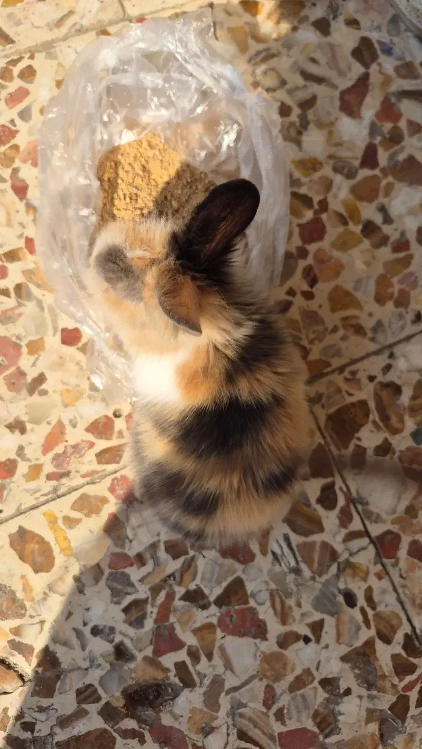 خرگوش|موش و خرگوش|رامشیر, |دیوار