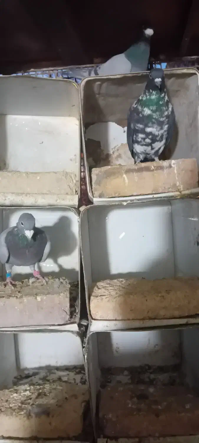 جفت آلمانی|پرنده|فردوس (خراسان), |دیوار