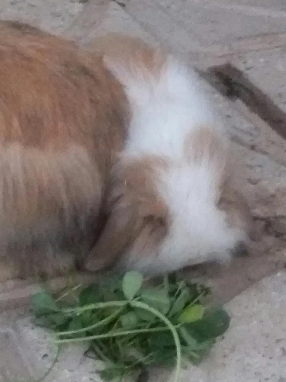 خرگوش فروشی|موش و خرگوش|خلیل آباد, |دیوار