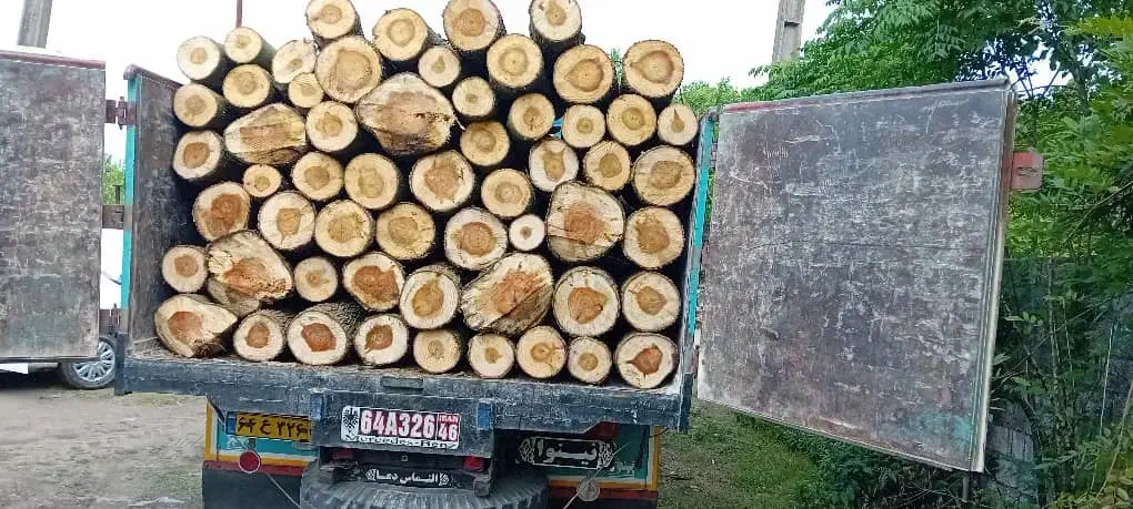 خریدار چوب درخت صنوبر|خدمات باغبانی و درختکاری|صومعهسرا, |دیوار