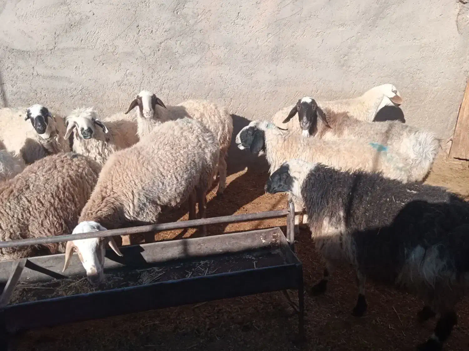 میش آبستن|حیوانات مزرعه|سده (خراسان جنوبی), |دیوار