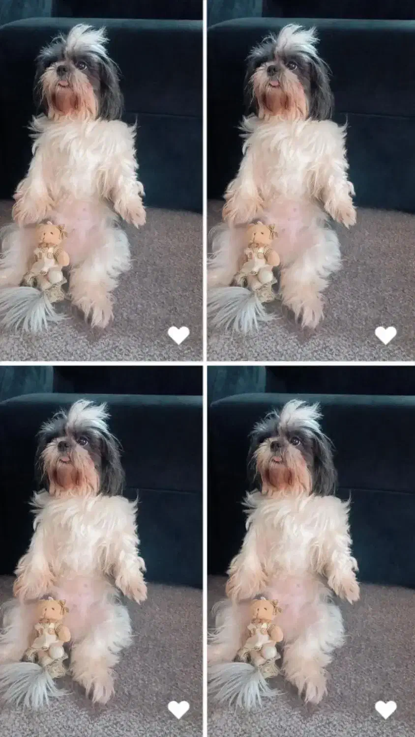 واگزاری شیتزو|سگ|آمل, |دیوار