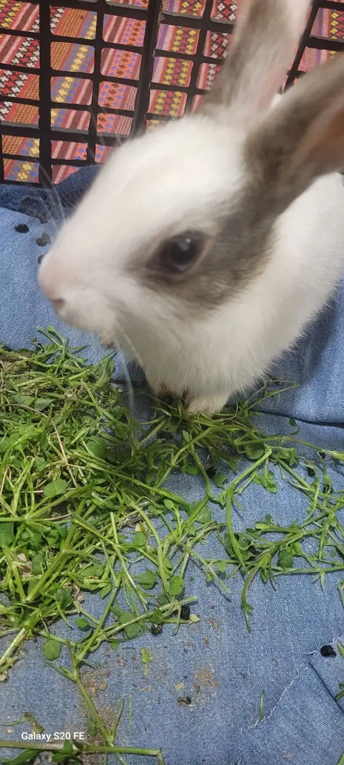 بچه خرگوش|موش و خرگوش|ساری, |دیوار