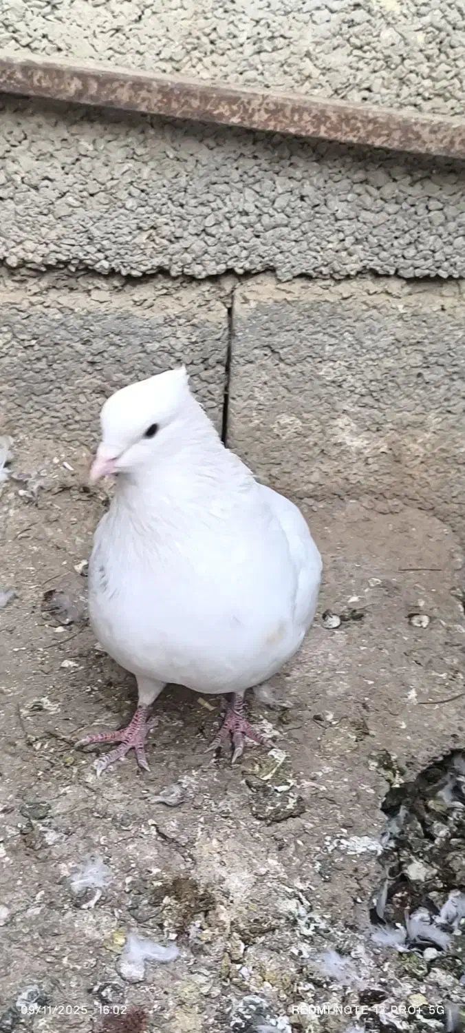 طوقی پلاکی سفید پرشی|پرنده|شاهینشهر, شهرک سایت|دیوار