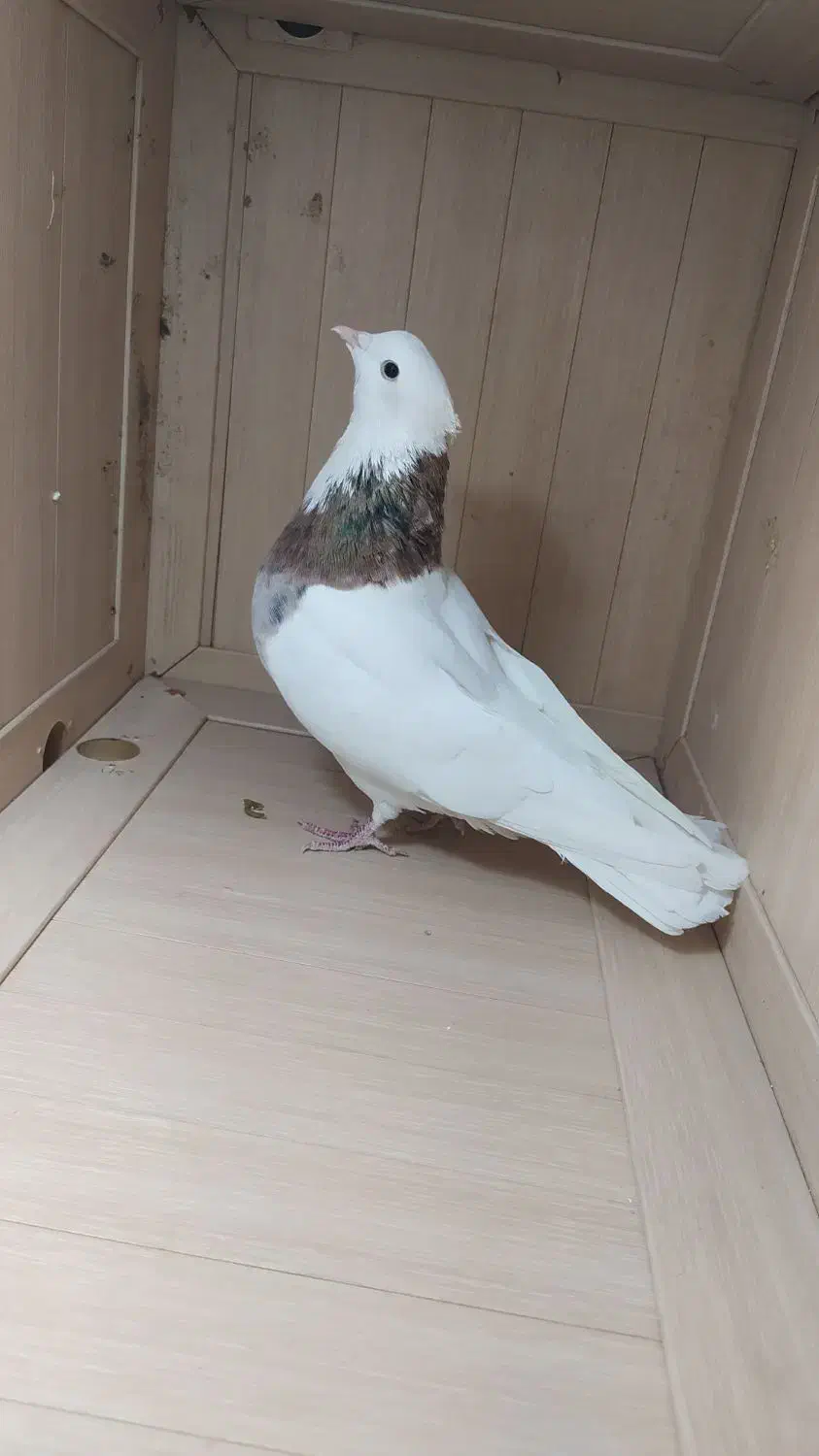 طوقی|پرنده|ایوان, |دیوار