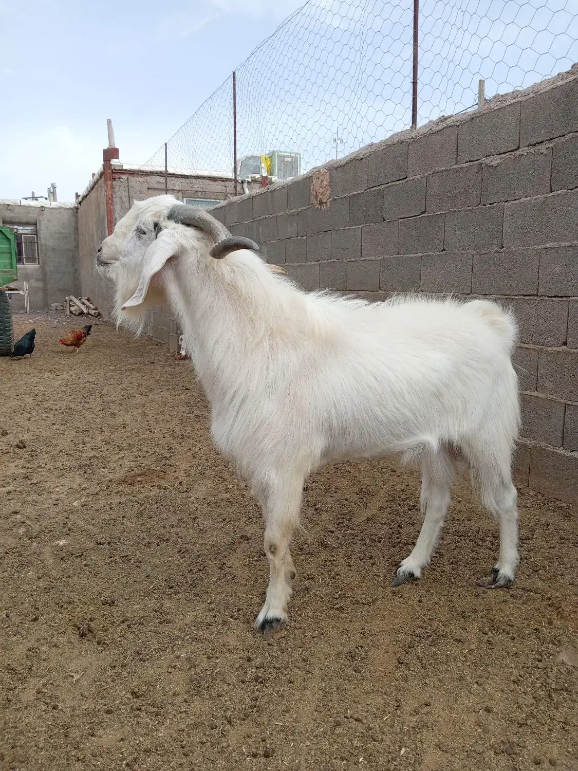 نر بز عالی بزغاله پارسالی|حیوانات مزرعه|طاغنکوه, |دیوار